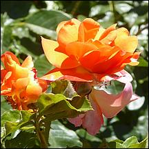 SanJoseMunicipalRoseGarden21-083z1.jpg