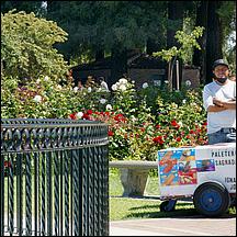 SanJoseMunicipalRoseGarden21-098a.jpg