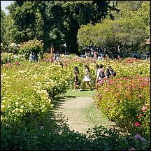 SanJoseMunicipalRoseGarden21-105a.jpg