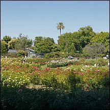 SanJoseMunicipalRoseGarden21-106a2.jpg