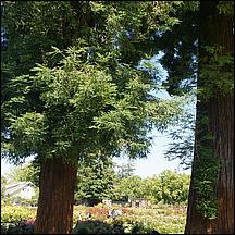 SanJoseMunicipalRoseGarden21-112.jpg