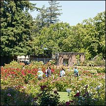 SanJoseMunicipalRoseGarden21-113a.jpg