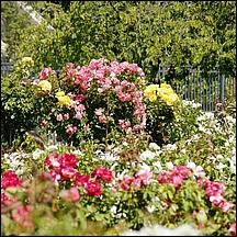 SanJoseMunicipalRoseGarden21-124a.jpg