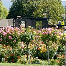 SanJoseMunicipalRoseGarden21-129a.jpg