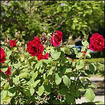 SanJoseMunicipalRoseGarden21-130c1.jpg