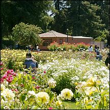 SanJoseMunicipalRoseGarden21-002c1.jpg