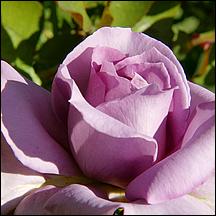 SanJoseMunicipalRoseGarden21-013a.jpg