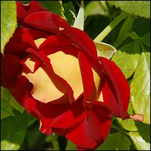 SanJoseMunicipalRoseGarden21-014a.jpg