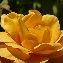 SanJoseMunicipalRoseGarden21-016a.jpg