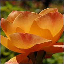 SanJoseMunicipalRoseGarden21-017a.jpg