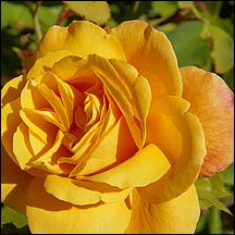 SanJoseMunicipalRoseGarden21-018a.jpg