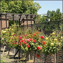 SanJoseMunicipalRoseGarden21-020.jpg