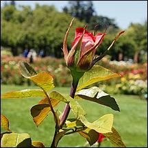 SanJoseMunicipalRoseGarden21-023.jpg