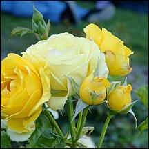 SanJoseMunicipalRoseGarden21-024a.jpg