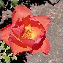 SanJoseMunicipalRoseGarden21-028a.jpg