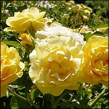 SanJoseMunicipalRoseGarden21-035a.jpg