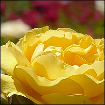 SanJoseMunicipalRoseGarden21-036a.jpg