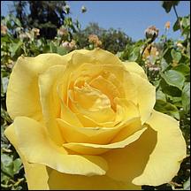 SanJoseMunicipalRoseGarden21-039c1.jpg