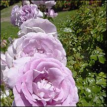 SanJoseMunicipalRoseGarden21-042a.jpg