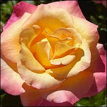 SanJoseMunicipalRoseGarden21-045.jpg