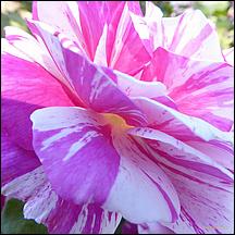 SanJoseMunicipalRoseGarden21-048.jpg