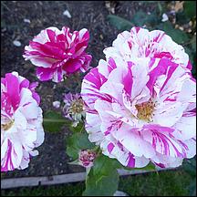 SanJoseMunicipalRoseGarden21-050a.jpg