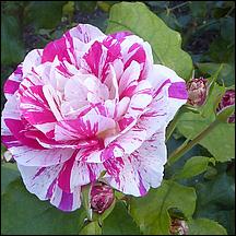 SanJoseMunicipalRoseGarden21-052.jpg