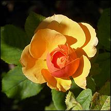 SanJoseMunicipalRoseGarden21-061a.jpg