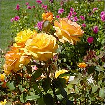 SanJoseMunicipalRoseGarden21-073z2a.jpg