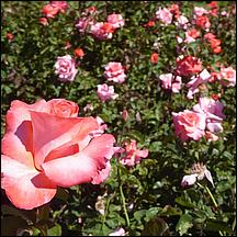 SanJoseMunicipalRoseGarden21-078z1.jpg