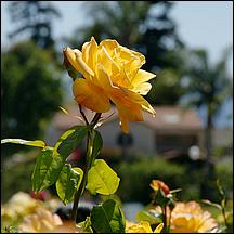 SanJoseMunicipalRoseGarden21-081c1.jpg