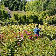 SanJoseMunicipalRoseGarden21-115a.jpg