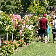 SanJoseMunicipalRoseGarden21-126c2.jpg