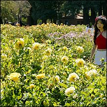 SanJoseMunicipalRoseGarden21-127a.jpg