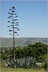 BernalRanch_SantaTeresaCP-144b.jpg