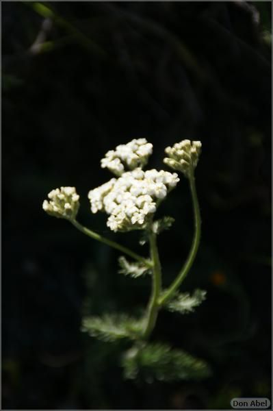 BernalRanch_SantaTeresaCP-212b.jpg - for personal use