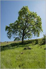 BernalRanch_SantaTeresaCP-226b.jpg