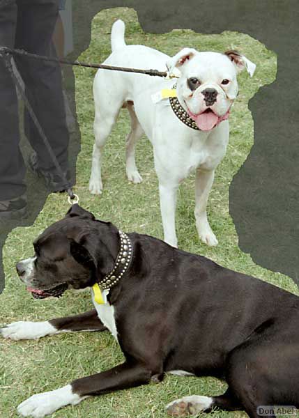 BarkinthePark04-10.jpg