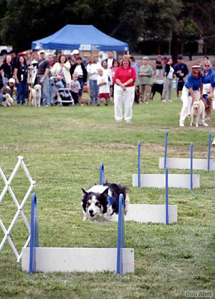 BarkinthePark04-19.jpg