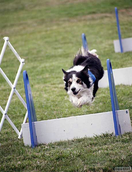 BarkinthePark04-21.jpg
