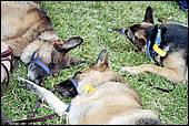 BarkinthePark04-07.jpg