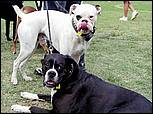 BarkinthePark04-09.jpg