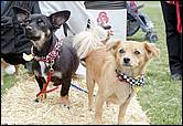 BarkinthePark04-12.jpg