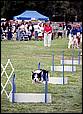 BarkinthePark04-19.jpg
