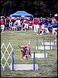 BarkinthePark04-20.jpg