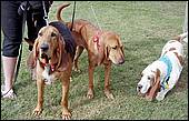 BarkinthePark04-24.jpg