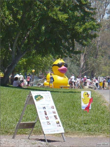 SVDuckRace08-128d.jpg - for personal use