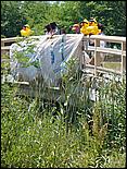 SVDuckRace08-002b.jpg