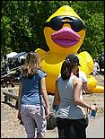 SVDuckRace08-006b.jpg