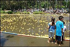 SVDuckRace08-072c.jpg